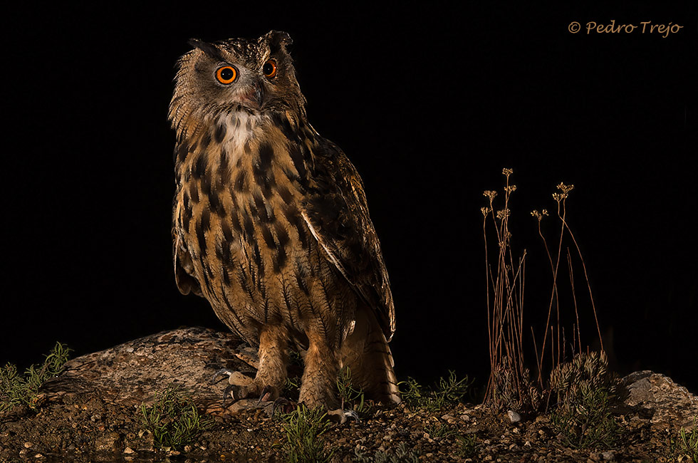 Búho real (Bubo bubo).